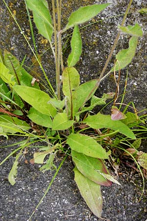 Hieracium lachenalii / Lachenal's Hawkweed, D Ulm 2.6.2015