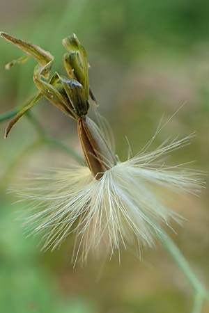Prenanthes purpurea \ Purpur-Hasenlattich / Purple Lettuce, D Schwarzwald/Black-Forest, Wild-Renchtal 7.8.2015