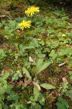 Hieracium lachenalii / Lachenal's Hawkweed, D Mannheim 14.5.2018