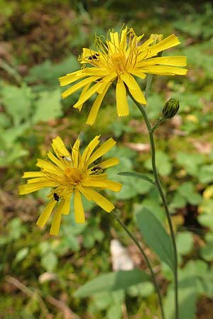 Hieracium lachenalii / Lachenal's Hawkweed, D Mannheim 14.5.2018