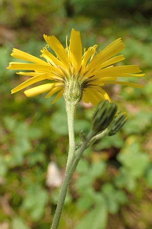 Hieracium lachenalii / Lachenal's Hawkweed, D Mannheim 14.5.2018