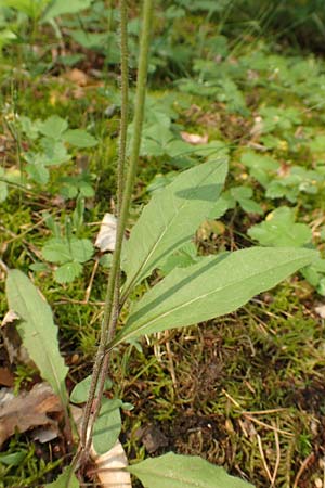 Hieracium lachenalii / Lachenal's Hawkweed, D Mannheim 14.5.2018