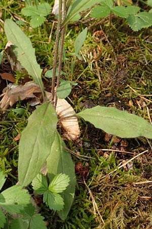 Hieracium lachenalii / Lachenal's Hawkweed, D Mannheim 14.5.2018