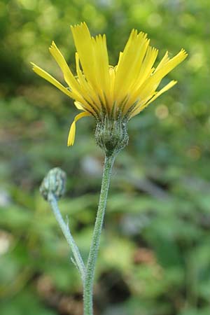 Hieracium lachenalii / Lachenal's Hawkweed, D Spaichingen 25.6.2018
