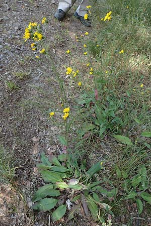 Hieracium lachenalii / Lachenal's Hawkweed, D Odenwald, Lampenhain 17.6.2022
