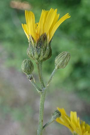 Hieracium lachenalii / Lachenal's Hawkweed, D Odenwald, Lampenhain 17.6.2022
