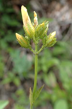 Hypericum montanum \ Berg-Johanniskraut / Pale St. John's-Wort, D Spaichingen 26.6.2018