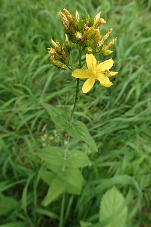 Hypericum montanum \ Berg-Johanniskraut / Pale St. John's-Wort, D Spaichingen 26.6.2018