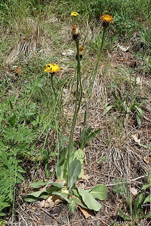 Trommsdorffia maculata \ Geflecktes Ferkelkraut / Spotted Cat's-Ear, D Th&uuml;ringen, Bad Frankenhausen 8.6.2022