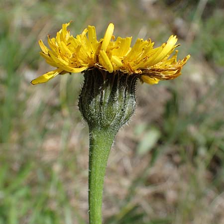 Trommsdorffia maculata \ Geflecktes Ferkelkraut / Spotted Cat's-Ear, D Th&uuml;ringen, Bad Frankenhausen 8.6.2022