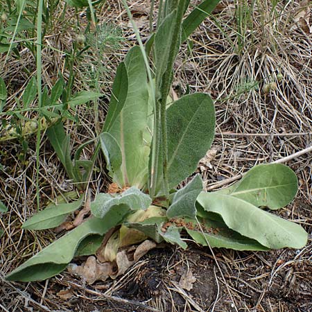 Trommsdorffia maculata \ Geflecktes Ferkelkraut / Spotted Cat's-Ear, D Th&uuml;ringen, Bad Frankenhausen 8.6.2022
