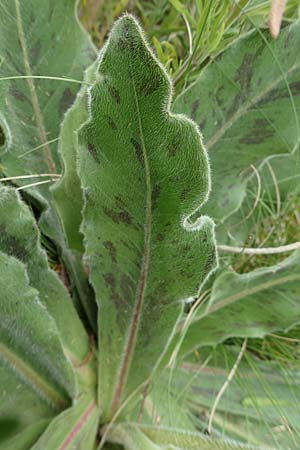 Trommsdorffia maculata, Spotted Cat's-Ear