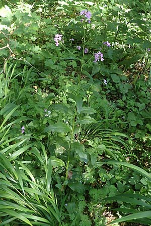 Hesperis matronalis \ Gew�hnliche Nachtviole / Dame's Violet, D Rauenberg 9.6.2023