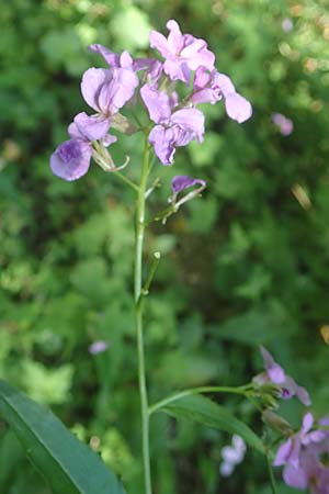 Hesperis matronalis \ Gew�hnliche Nachtviole / Dame's Violet, D Rauenberg 9.6.2023