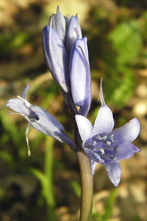 Hyacinthoides non-scripta \ Hasengl�ckchen / English Bluebell, D Mannheim 22.4.2015