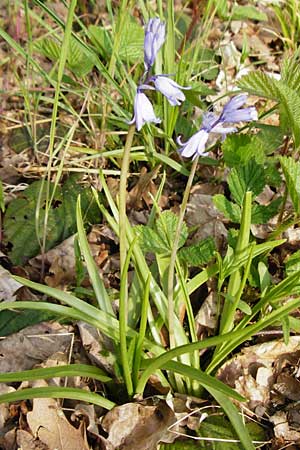 Hyacinthoides non-scripta \ Hasengl�ckchen / English Bluebell, D Mannheim 22.4.2015