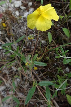 Helianthemum nummularium, Common Rock-Rose