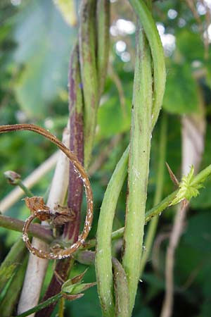Humulus lupulus \ Hopfen / Hop, D Gro&szlig;-Gerau 25.6.2015