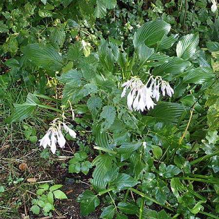 Hosta ventricosa \ Glocken-Funkie, Glocken-Herzblattlilie / Blue Plantain Lily, D H&ouml;velhof 10.7.2018