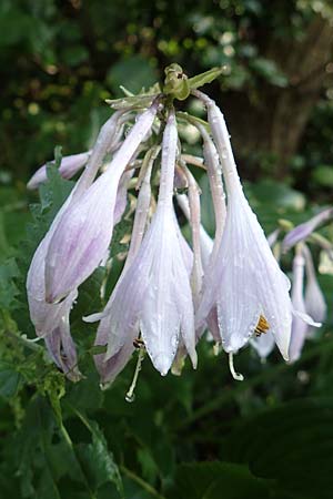 Hosta ventricosa \ Glocken-Funkie, Glocken-Herzblattlilie / Blue Plantain Lily, D H&ouml;velhof 10.7.2018