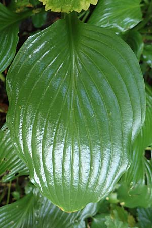 Hosta ventricosa \ Glocken-Funkie, Glocken-Herzblattlilie / Blue Plantain Lily, D H&ouml;velhof 10.7.2018