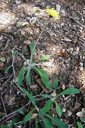 Hieracium pilosella / Mouse-Ear Hawkweed, D Bad M&uuml;nster am Stein 6.6.2015