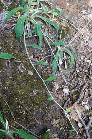 Hieracium pilosella / Mouse-Ear Hawkweed, D Bad M&uuml;nster am Stein 6.6.2015