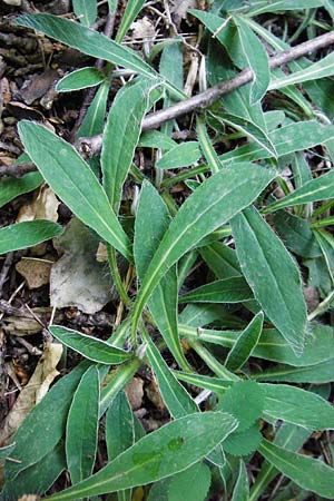 Hieracium pilosella / Mouse-Ear Hawkweed, D Bad M&uuml;nster am Stein 6.6.2015