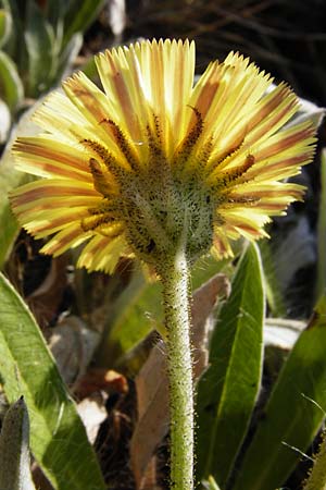 Hieracium pilosella / Mouse-Ear Hawkweed, D Bad M&uuml;nster am Stein 6.6.2015