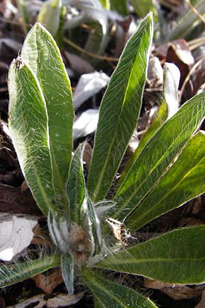Hieracium pilosella / Mouse-Ear Hawkweed, D Bad M&uuml;nster am Stein 6.6.2015