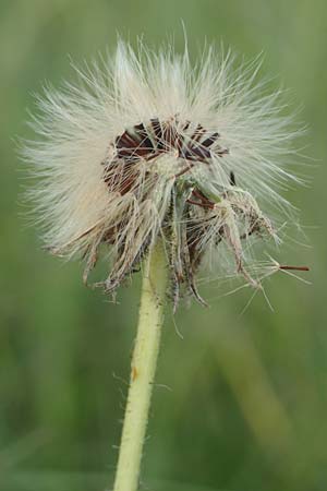 Hieracium pilosella / Mouse-Ear Hawkweed, D Sandhausen 16.6.2016