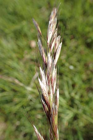 Helictotrichon pubescens \ Flaumiger Wiesenhafer, D R&ouml;dermark 13.5.2017