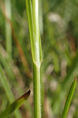 Helictotrichon pubescens \ Flaumiger Wiesenhafer, D R&ouml;dermark 13.5.2017