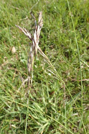 Helictotrichon pubescens \ Flaumiger Wiesenhafer, D R&ouml;dermark 13.5.2017