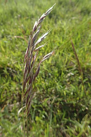 Helictotrichon pubescens \ Flaumiger Wiesenhafer, D R&ouml;dermark 13.5.2017
