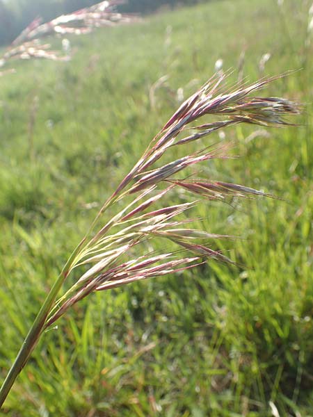 Helictotrichon pubescens \ Flaumiger Wiesenhafer, D R&ouml;dermark 13.5.2017