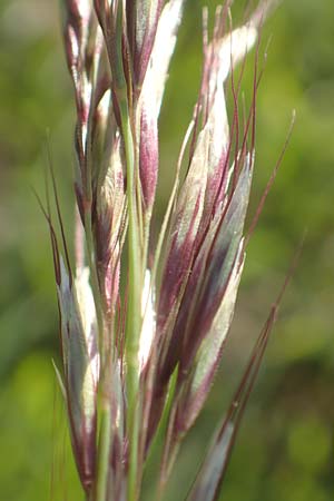Helictotrichon pubescens \ Flaumiger Wiesenhafer, D R&ouml;dermark 13.5.2017