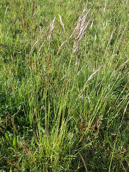 Helictotrichon pubescens \ Flaumiger Wiesenhafer, D R&ouml;dermark 13.5.2017