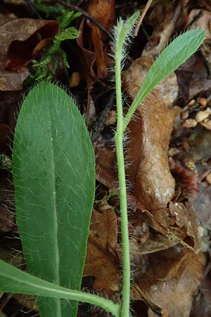 Hieracium pilosella / Mouse-Ear Hawkweed, D Erlenbach am Main 20.5.2017