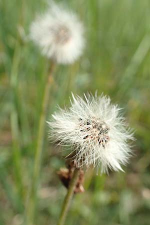 Hieracium pilosella / Mouse-Ear Hawkweed, D Mannheim 29.5.2018