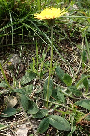 Hieracium pilosella, Mouse-Ear Hawkweed