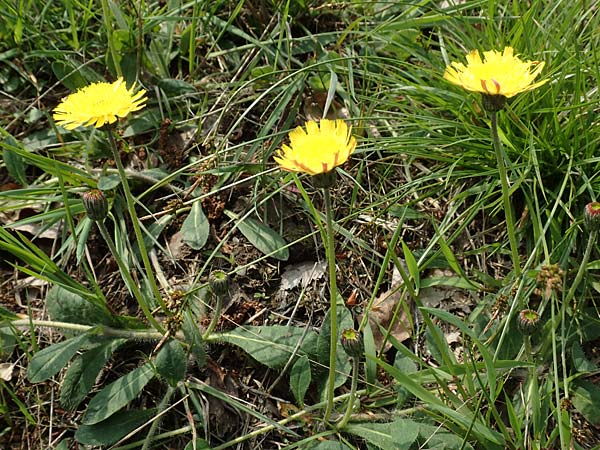 Hieracium pilosella / Mouse-Ear Hawkweed, D Hagen 23.5.2019