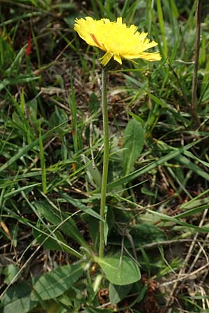 Hieracium pilosella, Mouse-Ear Hawkweed