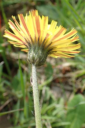 Hieracium pilosella / Mouse-Ear Hawkweed, D Hagen 23.5.2019