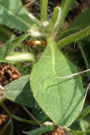 Hieracium pilosella / Mouse-Ear Hawkweed, D Hagen 23.5.2019