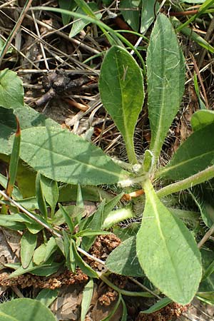 Hieracium pilosella / Mouse-Ear Hawkweed, D Hagen 23.5.2019