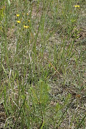 Hieracium piloselloides \ Florentiner Habichtskraut / Florence Hawkweed, D Hagen 14.6.2019