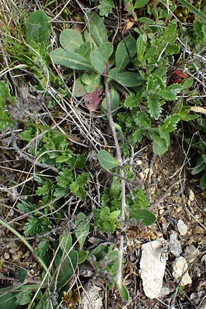 Hieracium pilosella / Mouse-Ear Hawkweed, D Neuleiningen 28.5.2021