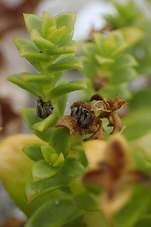 Honckenya peploides \ Salz-Miere, D Hohwacht 13.9.2021