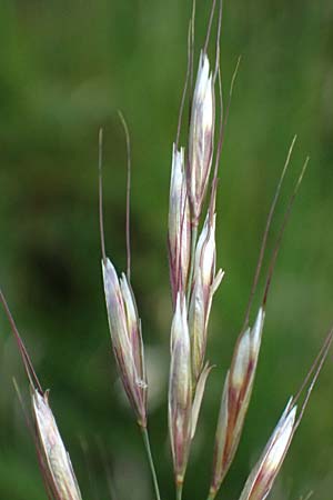 Helictotrichon pubescens \ Flaumiger Wiesenhafer, D Botan. Gar.  Universit.  Ulm 26.5.2025